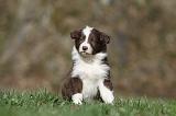BORDER COLLIE 824